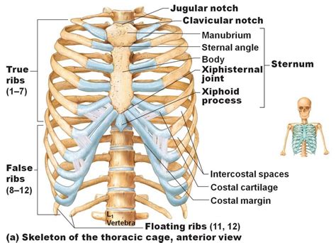how many true ribs|Ribs: Anatomy, ligaments and clinical notes .